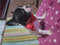 SAFKAN FRENCH BULLDOG ERKEK BEBEK