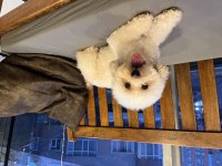 Maltipoo Poodle Pomeranian Boo