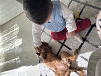 Yetişkin red brown poodle