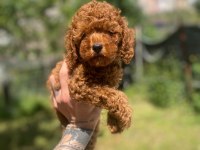 Tatlı Poodle Yavru Köpeklerimiz