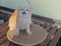 British Shorthair Golden Dişi Ny12 14 Aylık Full Şecereli