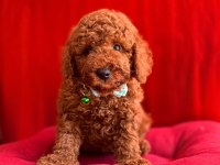 RED BROWN TOY POODLE BEBEKLER