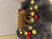 Orijinal toy poodle bebeklerimiz