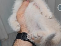British shorthair kedisi