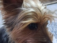 Yakışıklı erkek yorkshire terrier