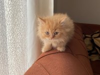 2 Aylık İran Kedisi