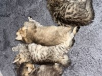 50 günlük british longhair