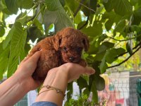 Orjinal Teacup Kore Dark Brown Poodle Yavrular