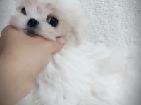 Kore Maltese Bebekler Fci Kif Şecere Belgeli