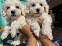 Yavru Köpeğimiz