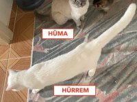 Hürrem'in Yavruları 3 yavru sahiplendirilmeyi bekliyor