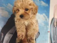 Birbirinden sevimli Maltipoo yavrular