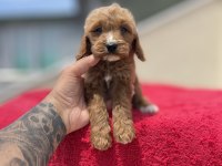 MALTİPOO YAVRULARIMIZ