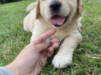 Golden Retriever Safkan Yavrular