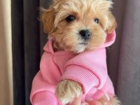 Dünya Tatlısı Maltipoo Yavruları