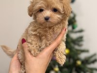 LOKUM BEBEK MALTİPOO