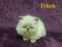 İran kedisi