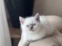 HARİKA GÜZELLİKTE BRİTİSH SHORTHAİR BLUE POİNT