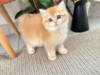 Golden Shaded British Shorthair Dişi Yavrumuz