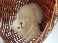 British Longhair Silver