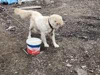 Golden retriever dişi hamile kendi ırkıyla alan koruması var