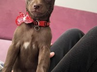 Şivava pinscher