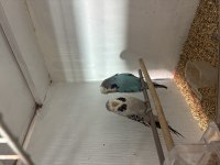 Jumbo, japones, çek muhabbet kuşu çiftler