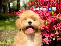 Kore Maltipoo Yavru
