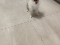 Oyuncu sevimli hareketli ücretsiz pomeranian