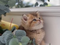 IRK VE SAĞLIK GARANTİLİ BRİTİSH KEDİLER