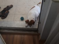 Jack Russell Köpeğimiz Sahiplendirilecek