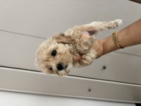 Bal küpü ev bakımlı çiş eğitimli maltipoo