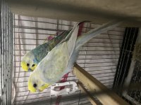Çift Rainbow Muhabbet Kuşları