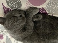British shorthair kedimi sahiplendiriyorum acil