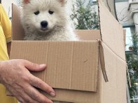 TR ŞAMPİYONU YAVRUSU, MÜKEMMEL KALİTE DİŞİ SAMOYED