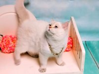 Ücretsiz Erkek Golden Point British Shorthair