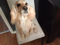 Eğitimli oyuncu bir köpektir