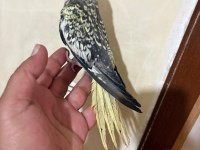 TAM 59 GÜNLÜK OYUN HAMURU SULTAN BEBEK