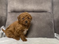 Mini Boy Red Toy Poodle Kızımız