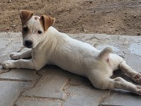 Jack russell terrier