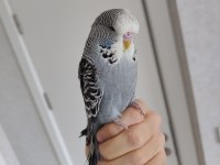 Show Jumbo yavru muhabbet kuşu