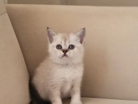 Blue Point Erkek Ve Dişi British Shorthair