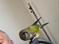 full evcil patagonya konur (bebek gibi sevdirir)