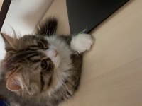 Chinchilla 7 aylık