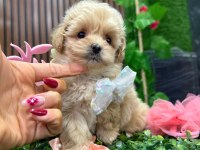 Süslü bebek maltipoo