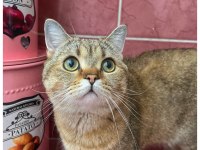Isparta Şarkikaarağaç British Shorthair Golden Tabby