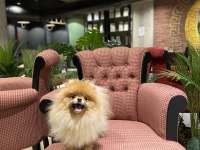 Üst Kalite Genç Yetişkin Dişi Pomeranian Boo