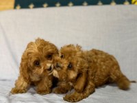 Cavapoo köpekler