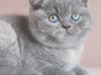 Top Kafa Gri British Shorthair