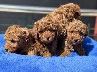 Ankaranın en kaliteli kore toy poodle yavruları
